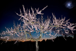 Mandelbaum bei Nacht