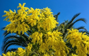 Mimose Feb. 2014 (2)