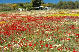 Mohnwiese bei can Guillem  (2)