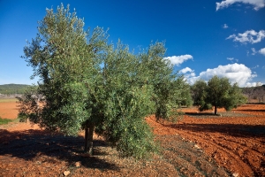 Olivenernte  (1)
