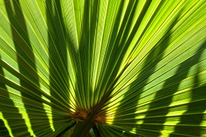 Palmblatt