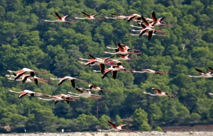 Salinas u. Flamingos  (15)