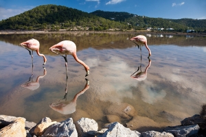 Salinas u. Flamingos  (25)
