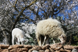 Schafe bei san Vicente (1)