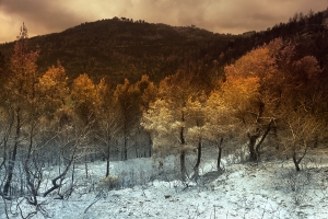 Waldbrand (1)