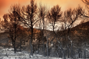 Waldbrand (2)