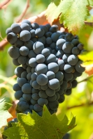Wein rot 08