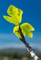 junges Feigenblatt