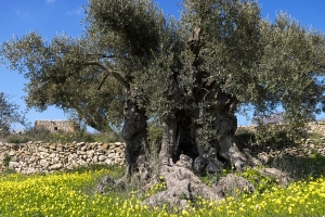 uralte Olive bei santa Agnes (1)