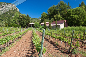 Weingut es verger (17)