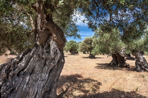 alte Olivenbäume bei Georg Sand