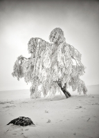 Röhn-Winter