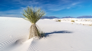 5.T. wihte Sands 006