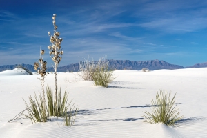 5.T. wihte Sands 017