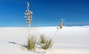 5.T. wihte Sands 038