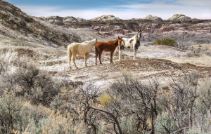 Mustangs