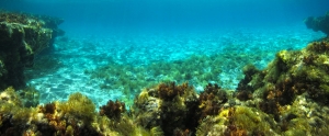UW Pan Cala Comte 12