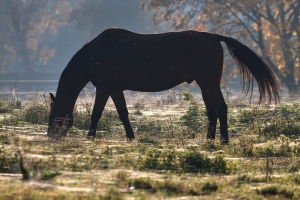 Herbst auf Rivers Ranch (1)