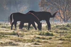 Herbst auf Rivers Ranch (2)