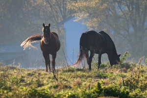 Herbst auf Rivers Ranch (4)