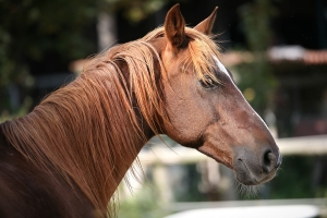 IMG_5832bea