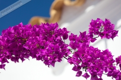 Poster-landscape-006