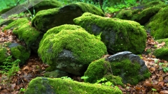 Poster-landscape-012