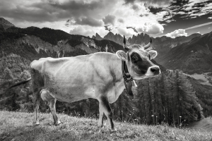 Südtirol sw (13)