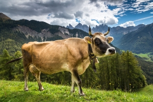 Südtirol (20)