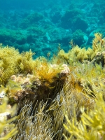UW Illa Plana 12 (1)