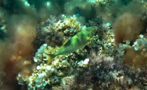 UW Port san Miquel 12 (3)