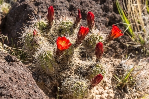 Kakteenblüte